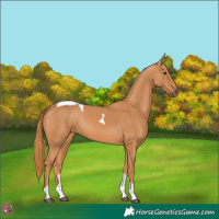 Horse Color:Chestnut Tobiano
