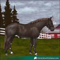 Horse Color:Liver Chestnut 