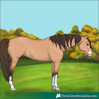 Horse Color:Bay Dun