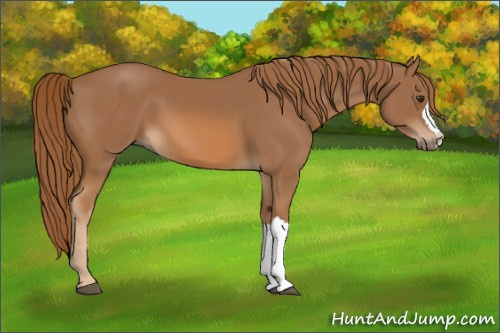 Horse Color:Chestnut 