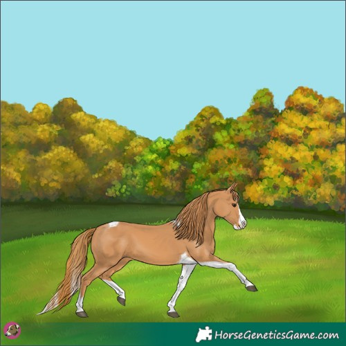 Horse Color:Chestnut Splash Tobiano