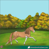 Horse Color:Chestnut Splash Tobiano 