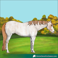 Horse Color:White Spotted Red Dun Roan 