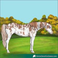 Horse Color:Chestnut Sabino Splash Rabicano 