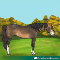 Horse Color:Buckskin Sabino