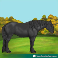 Horse Color:Black 