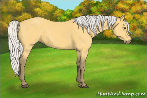 Horse Color:Silver Buckskin 