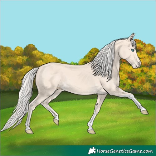 Horse Color:Cremello Tobiano