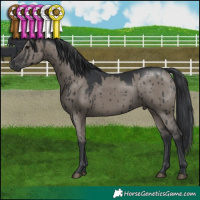Horse Color:Grullo Brindle 