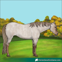 Horse Color:Liver Red Dun Roan Rabicano 
