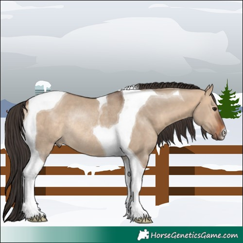 Horse Color:Bay Dun Tobiano Rabicano 