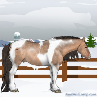 Horse Color:Bay Dun Tobiano Rabicano