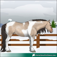 Horse Color:Bay Dun Tobiano Rabicano 