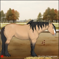 Horse Color:Bay Dun Splash 