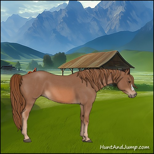 Horse Color:Red Roan 