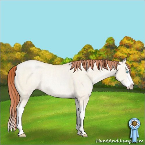 Horse Color:Sable Cream Champagne Pearl Dun Sabino Splash Rabicano 