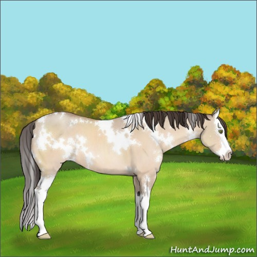 Horse Color:White Spotted Sable Champagne Dun Sabino Splash 