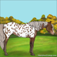Horse Color:Silver Brown Appaloosa 