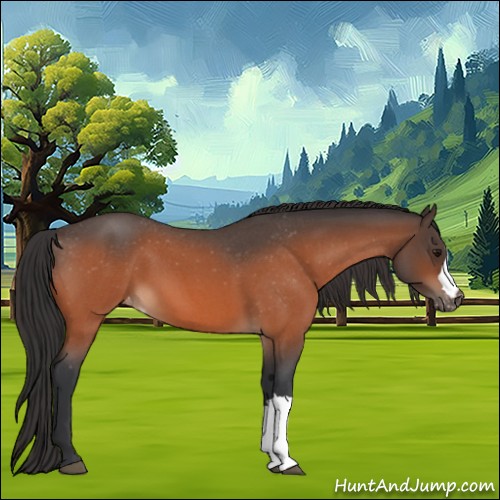 Horse Color:Bay Roan Appaloosa 