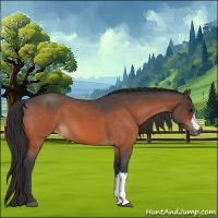 Horse Color:Bay Roan Appaloosa 