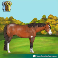 Horse Color:Bay Sabino 