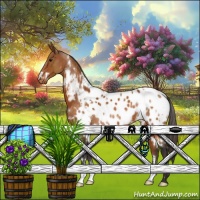 Horse Color:White Spotted Buckskin Appaloosa 