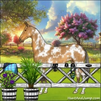 Horse Color:White Spotted Buckskin 