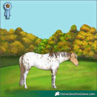Horse Color:White Spotted Sable Cream Champagne Appaloosa Rabicano