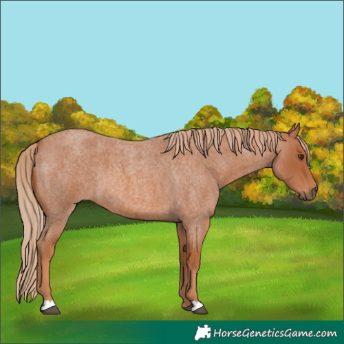 Horse Color:Red Roan 
