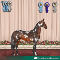 Horse Color:White Spotted Bay 