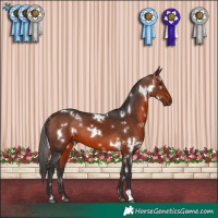 Horse Color:White Spotted Bay 