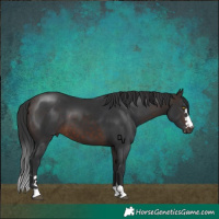 Horse Color:Brown 