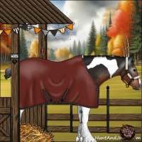 Horse Color:Gray Brown Tobiano 