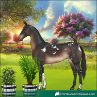 Horse Color:White Spotted Brown Tobiano Appaloosa 