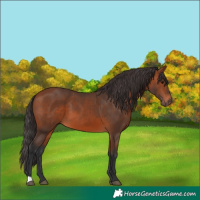 Horse Color:Bay 