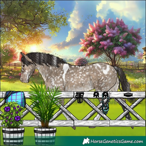 Horse Color:White Spotted Brown Dun Tobiano Appaloosa 