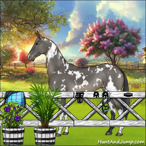 Horse Color:White Spotted Grullo Appaloosa 