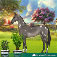 Horse Color:White Spotted Smoky Grullo Tobiano 