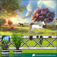 Horse Color:White Spotted Buckskin Dun Appaloosa