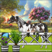 Horse Color:White Spotted Brown Appaloosa 