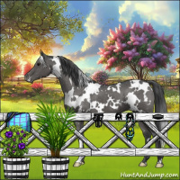 Horse Color:White Spotted Grullo Appaloosa 