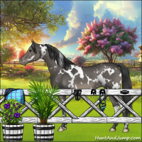 Horse Color:White Spotted Grullo Appaloosa 