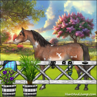 Horse Color:White Spotted Brown Appaloosa 