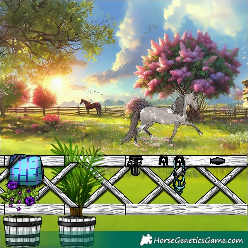 Horse Color:White Spotted Smoky Grullo Appaloosa 