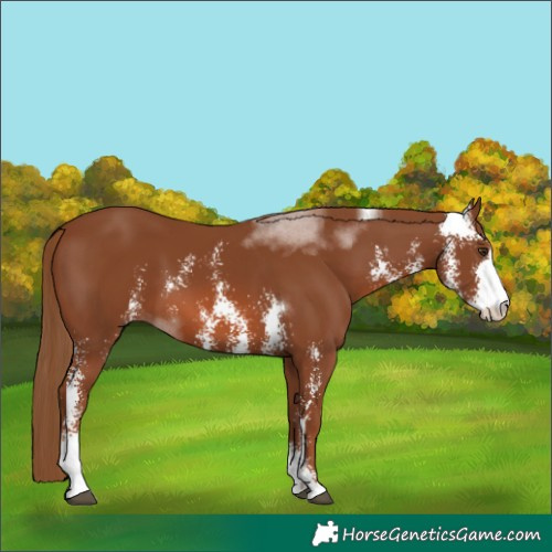 Horse Color:Chestnut Sabino 