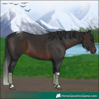 Horse Color:Brown Tobiano 