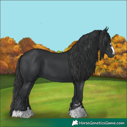 Horse Color:Black 