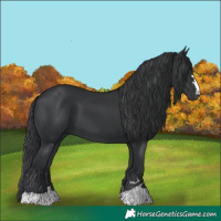 Horse Color:Black 