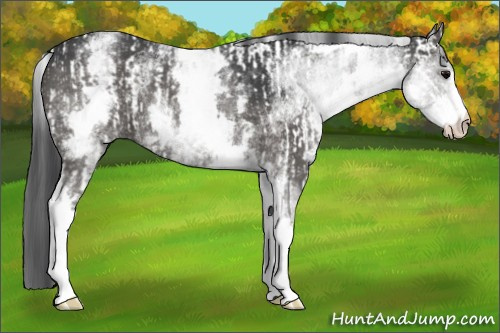 Horse Color:White Spotted Grullo Rabicano  and White Spotted Grullo Rabicano 
