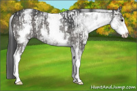 Horse Color:White Spotted Grullo Rabicano  and White Spotted Grullo Rabicano 